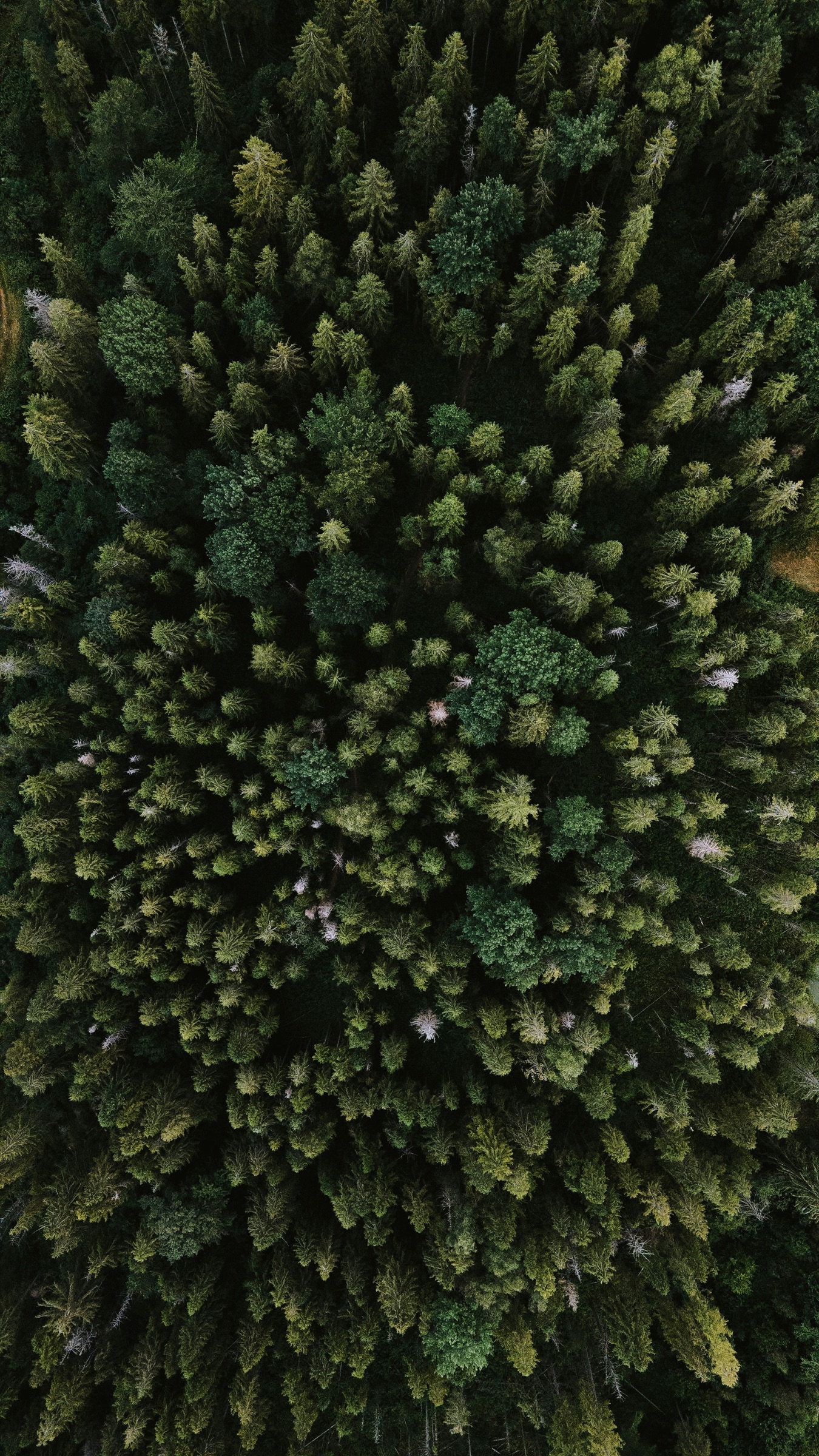 Evergreen forestry landscape